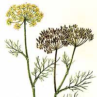 fenchel Chinese Food