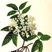 holunder Chinese Food