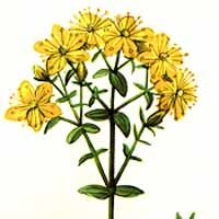 johanniskraut Chinese Food